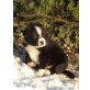 Border-Collie Welpen - Rüde