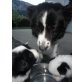 Border-Collie Welpen - Rüde