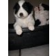 Border-Collie Welpen - Rüde