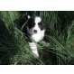 Border-Collie Welpen - Rüde