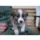 Border Collie-Zwergspitz-Mischlingswelpen Welpen - Rüde