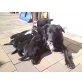 Border Collie und Labrador Welpen - Rüde