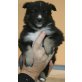 Border Collie x Schäferhündin Welpen - Hündin