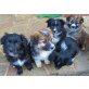 Border Mix, Sheltie / Spitz x Border Collie Welpen - Hündin