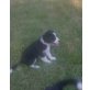 Border collie mit cavalier king  Welpen - Hündin