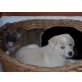 BorderCollieMischling - Hündin