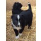 Bordercollie - Appenzeller  Welpen - Hündin