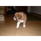 Bordercollie Australian Sheppard Mischling Welpen - Rüde