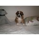 Bordercollie Australian Sheppard Mischlingswe Welpen - Hündin