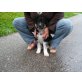 Bordercollie Australian Sheppard Welpen - Hündin