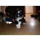 Bordercollie Australian Sheppard Welpen - Rüde