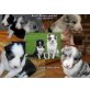 Bordercollie &Australien Shepard Welpen - Hündin