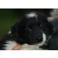 Bordercollie Großspitz Welpen Welpen - Hündin