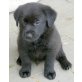 Bordercollie-Labrador-Mix Welpen - Hündin