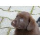 Bordercollie-Labrador-Mix Welpen - Rüde