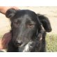 Bordercollie - Mix - Hündin