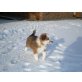 Bordercollie-Shepard-Welpe - Rüde