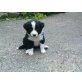 Bordercollie-Welpen, schwarz-weiß, Border-Collie Welpen - Rüde