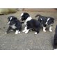 Bordercolliewelpen, Rüden und Hündinnen, Border-Collie Welpen - Hündin