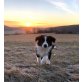 Borders Collie Bub, Border-Collie - Rüde