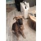 Bordoxdoggen-Schäferhund Welpen - Rüde