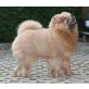 Boris, Chow-Chow - Rüde
