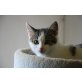Boris, Europäische Kurzhaarkatze - Kater