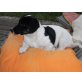 Boris, Jack-Russell-Terrier Welpen - Rüde