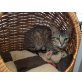 Boris, Pflegestelle in Plankstadt - Kater