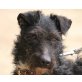 Boris, Terrier - Rüde