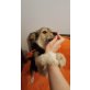 Boris, Terriermix Welpen - Rüde