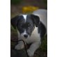 Boris vom Mayer zu Au Gut, Jack-Russell-Terrier Welpen - Rüde