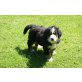 Boris vom Tinholter Hof, Berner Sennenhund Welpen - Rüde