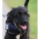 Borso, Hütehund-Bordercollie-Mix Welpen - Rüde