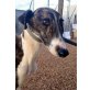 Borza, kastriert, geb. 11.02.2013, Galgo Español - Hündin