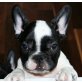 Bosco vom Schmetterlingsgarten, Französische Bulldogge Welpen - Rüde