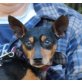 Bosko-NOTFALL, Zwergpinscher - Rüde