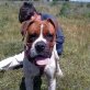 Boss, Boxer - Rüde