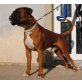 Boss, Boxer - Rüde