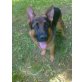 Boss, Deutscher Schäferhund - Rüde