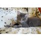 Boss Hoss, Maine Coon - Kater