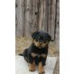 Boss, Rottweiler Welpen - Rüde