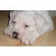 Bossy, American Bulldog Welpen - Rüde