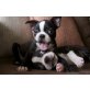 Boston, Boston Terrier - Hündin