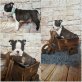 Boston, Boston Terrier - Hündin