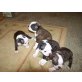 Boston, Boston Terrier - Rüde