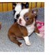 Boston, Boston Terrier - Rüde