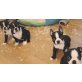 Boston-Terrier, Boston Terrier - Hündin