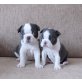 Boston Terrier, Boston Terrier - Rüde