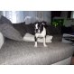 Boston Terrier - Rüde